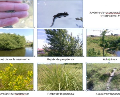 Extrait de l'expertise faune flore à Saint Hilaire de Riez