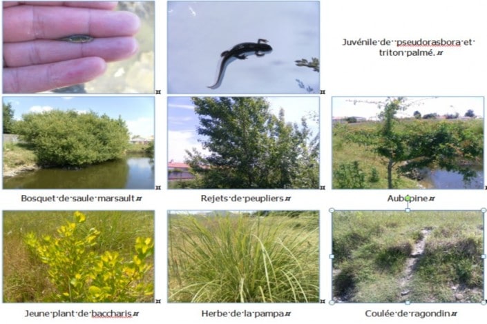 Extrait de l'expertise faune flore à Saint Hilaire de Riez