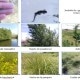 Extrait de l'expertise faune flore à Saint Hilaire de Riez